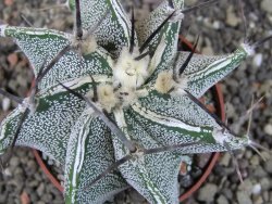 Astrophytum Dinosaur X ornatum pot 6,5 cm - 12404746