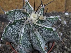 Astrophytum Dinosaur X ornatum pot 6,5 cm - 12404747