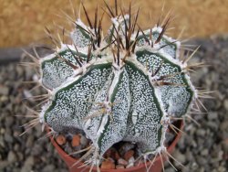 Astrophytum Dinosaur X ornatum pot 6,5 cm - 12404750