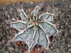 Astrophytum Dinosaur X ornatum pot 6,5 cm - 12404751