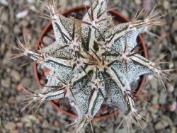 Astrophytum Dinosaur X ornatum pot 6,5 cm - 12404752
