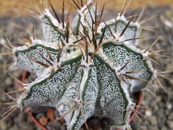 Astrophytum Dinosaur X ornatum pot 6,5 cm - 12404753