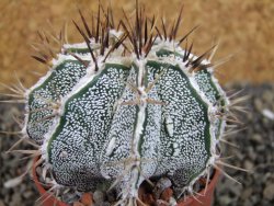 Astrophytum Dinosaur X ornatum pot 6,5 cm
