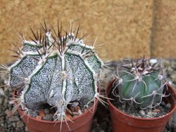 Astrophytum Dinosaur X ornatum pot 6,5 cm - 12404755