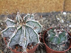 Astrophytum Dinosaur X ornatum pot 6,5 cm - 12404756