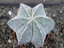 Astrophytum Dinosaur X ornatum pot 5,5 cm - 12404757
