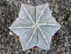 Astrophytum Dinosaur X ornatum pot 5,5 cm