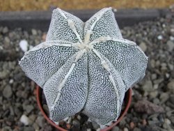 Astrophytum Dinosaur X ornatum pot 5,5 cm - 12404759