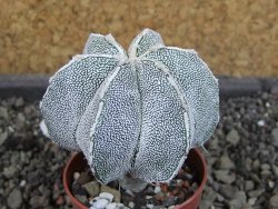 Astrophytum Dinosaur X ornatum pot 5,5 cm - 12404760