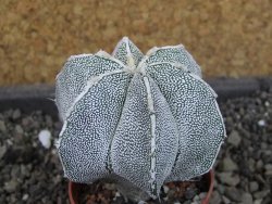 Astrophytum Dinosaur X ornatum pot 5,5 cm - 12404761