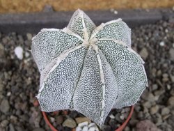 Astrophytum Dinosaur X ornatum pot 5,5 cm - 12404762
