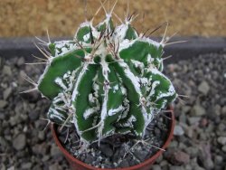 Astrophytum Dinosaur (fukurio hannya) pot 5,5 cm - 12404763