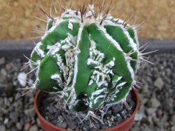 Astrophytum Dinosaur (fukurio hannya) pot 5,5 cm
