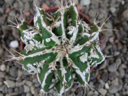 Astrophytum Dinosaur (fukurio hannya) pot 5,5 cm - 12404765