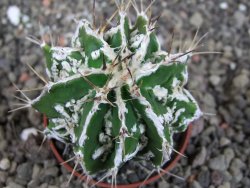 Astrophytum Dinosaur (fukurio hannya) pot 5,5 cm - 12404766