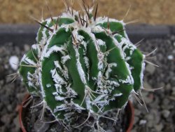Astrophytum Dinosaur (fukurio hannya) pot 5,5 cm - 12404767