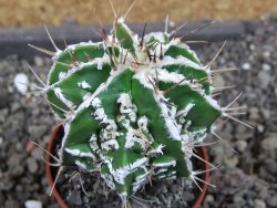 Astrophytum Dinosaur (fukurio hannya) pot 5,5 cm - 12404768