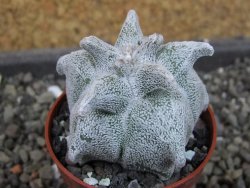 Asrophytum coahuilense Hakuran, pot 5,5 cm - 12404773