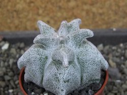 Asrophytum coahuilense Hakuran, pot 5,5 cm - 12404774