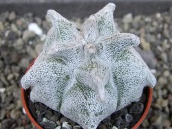 Asrophytum coahuilense Hakuran, pot 5,5 cm - 12404775