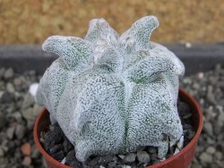 Asrophytum coahuilense Hakuran, pot 5,5 cm - 12404777