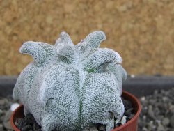Asrophytum coahuilense Hakuran, pot 5,5 cm - 12404778