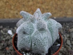 Asrophytum coahuilense Hakuran, pot 5,5 cm - 12404779