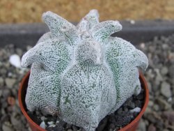 Asrophytum coahuilense Hakuran, pot 5,5 cm - 12404780