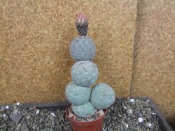 Tephrocactus geometricus V 12 cm - 12404781