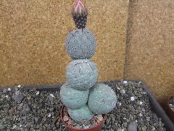 Tephrocactus geometricus V 12 cm - 12404782