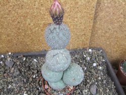 Tephrocactus geometricus V 12 cm - 12404783