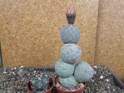 Tephrocactus geometricus V 12 cm - 12404784