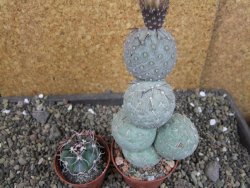 Tephrocactus geometricus V 12 cm - 12404785