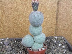 Tephrocactus geometricus V 12 cm