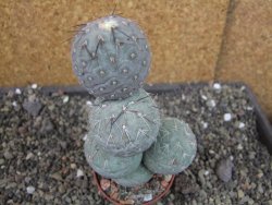 Tephrocactus geometricus V 12 cm - 12404787