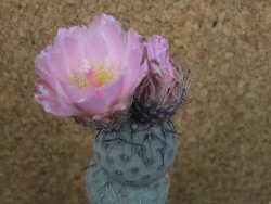 Tephrocactus geometricus V 15 cm - 12404790
