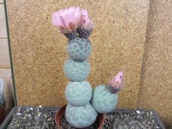 Tephrocactus geometricus V 15 cm