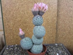 Tephrocactus geometricus V 15 cm - 12404793