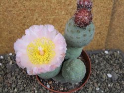 Tephrocactus geometricus pot 10 cm - 12404798