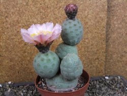Tephrocactus geometricus pot 10 cm - 12404799