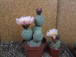 Tephrocactus geometricus pot 10 cm - 12404800