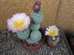 Tephrocactus geometricus pot 10 cm - 12404801