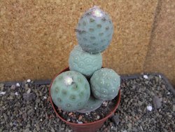 Tephrocactus geometricus pot 10 cm - 12404802