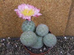 Tephrocactus geometricus pot 10,5 cm