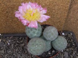 Tephrocactus geometricus pot 10,5 cm - 12404804