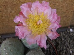 Tephrocactus geometricus pot 10,5 cm - 12404805