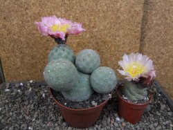 Tephrocactus geometricus pot 10,5 cm - 12404806