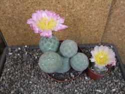 Tephrocactus geometricus pot 10,5 cm - 12404807
