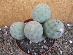 Tephrocactus geometricus pot 10,5 cm - 12404808