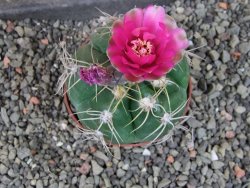 Gymnocalycium denudatum Jan Šuba, pot 7 cm - 12404810